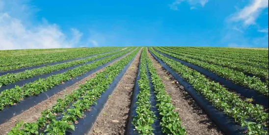 How Conflict in the Middle East Impacts United States Agriculture