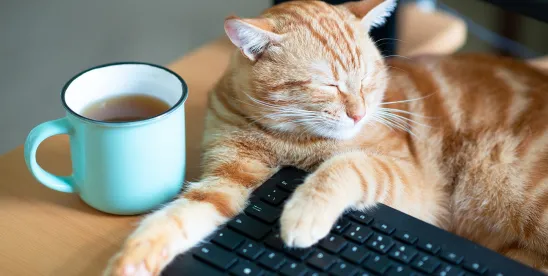 What Employers Should Know With Pet Leave on the Horizon (US)