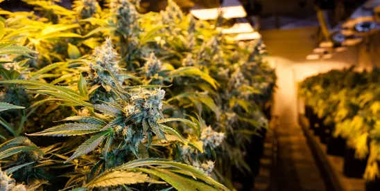 Chapter 15 Recognition Obtained by Cannabis Holding Company