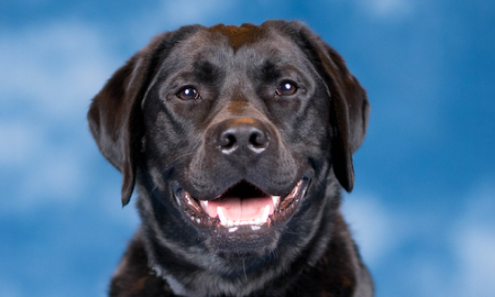 Meet Smoky: the insurance industry’s first therapy dog ambassador – and why it matters